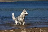 SIBERIAN HUSKY 574